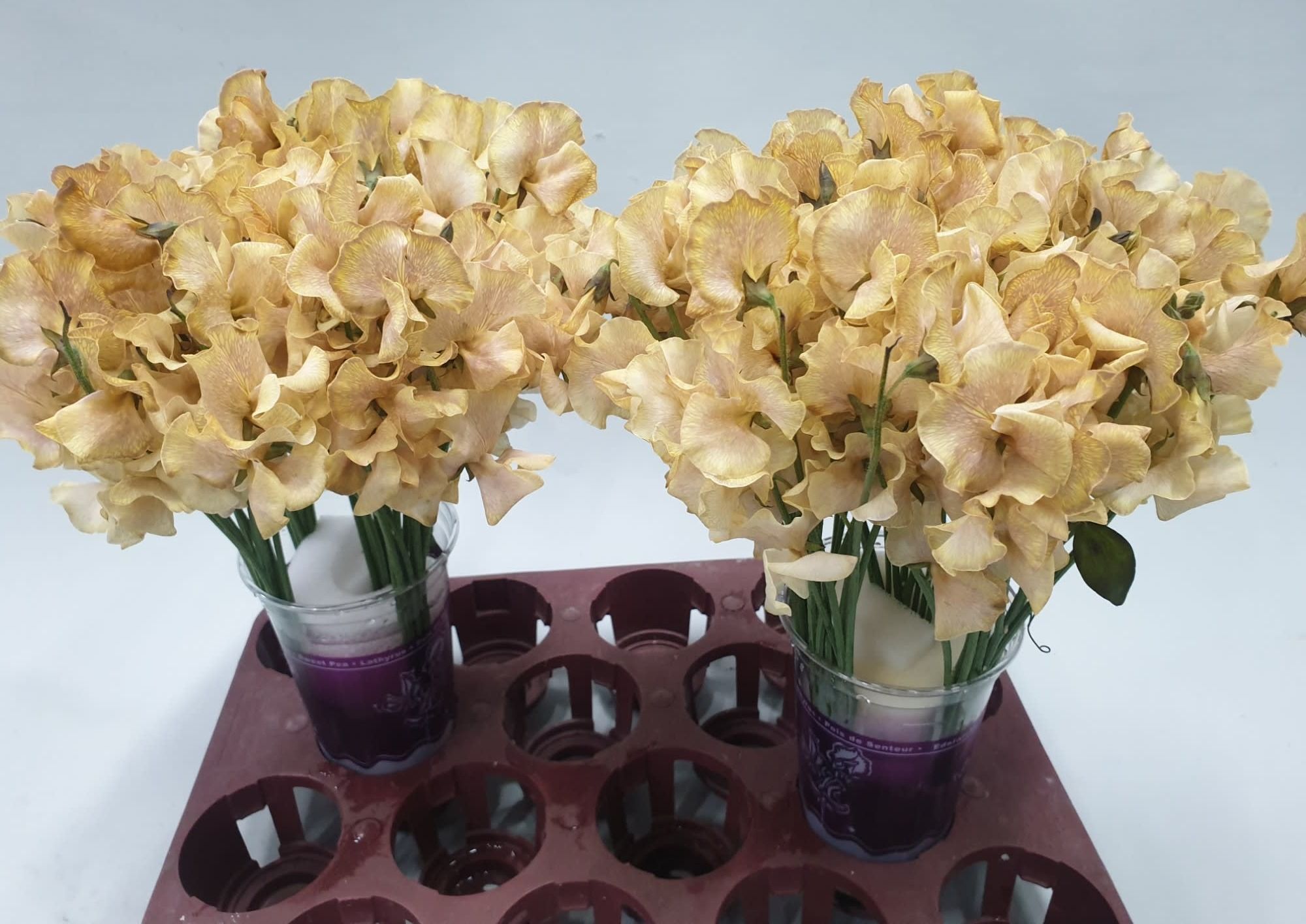 Lathyrus Autumn Magic