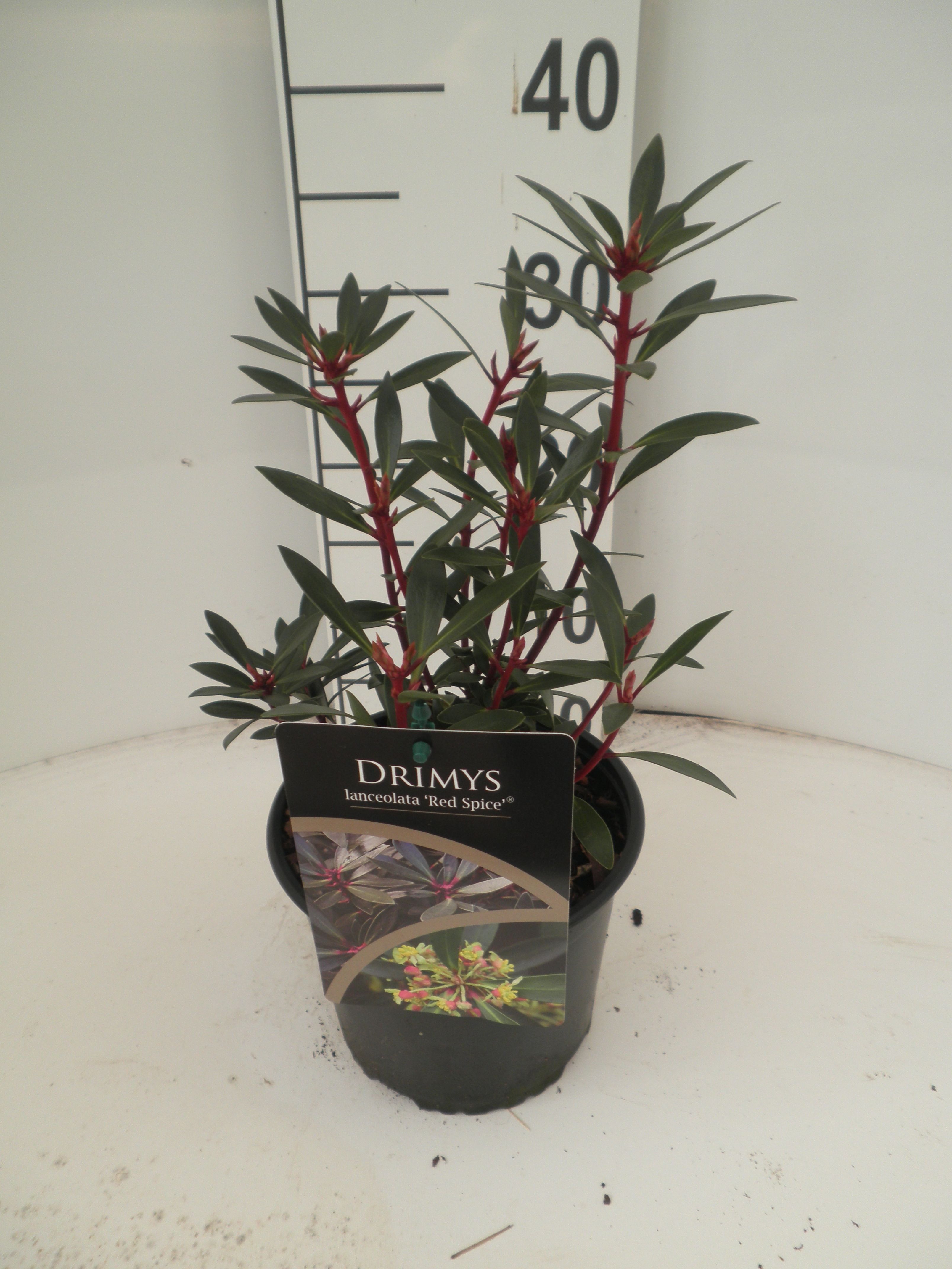 Drimys lanceolata 'Red Spice'