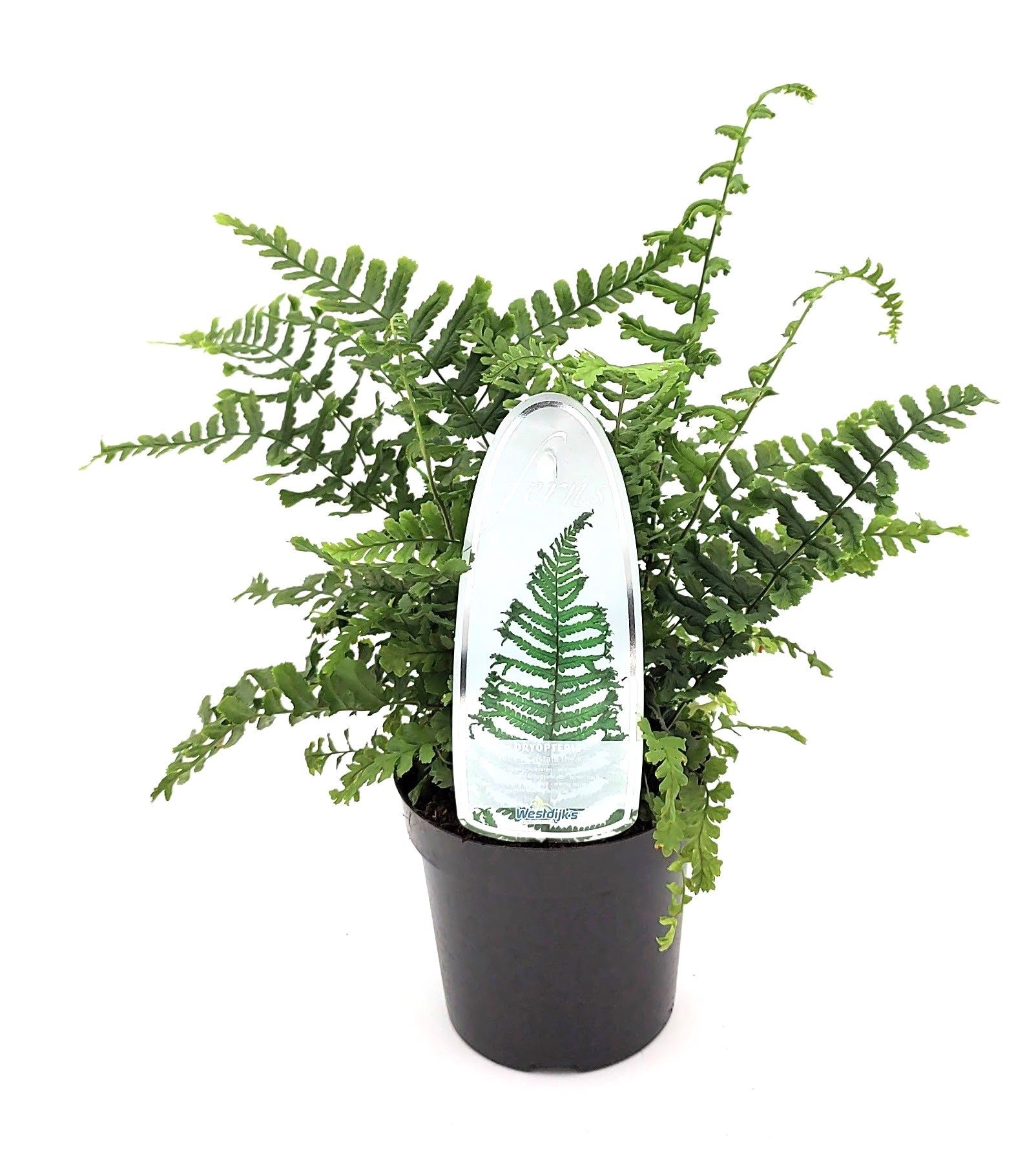 Dryopteris affinis 'Cristata'