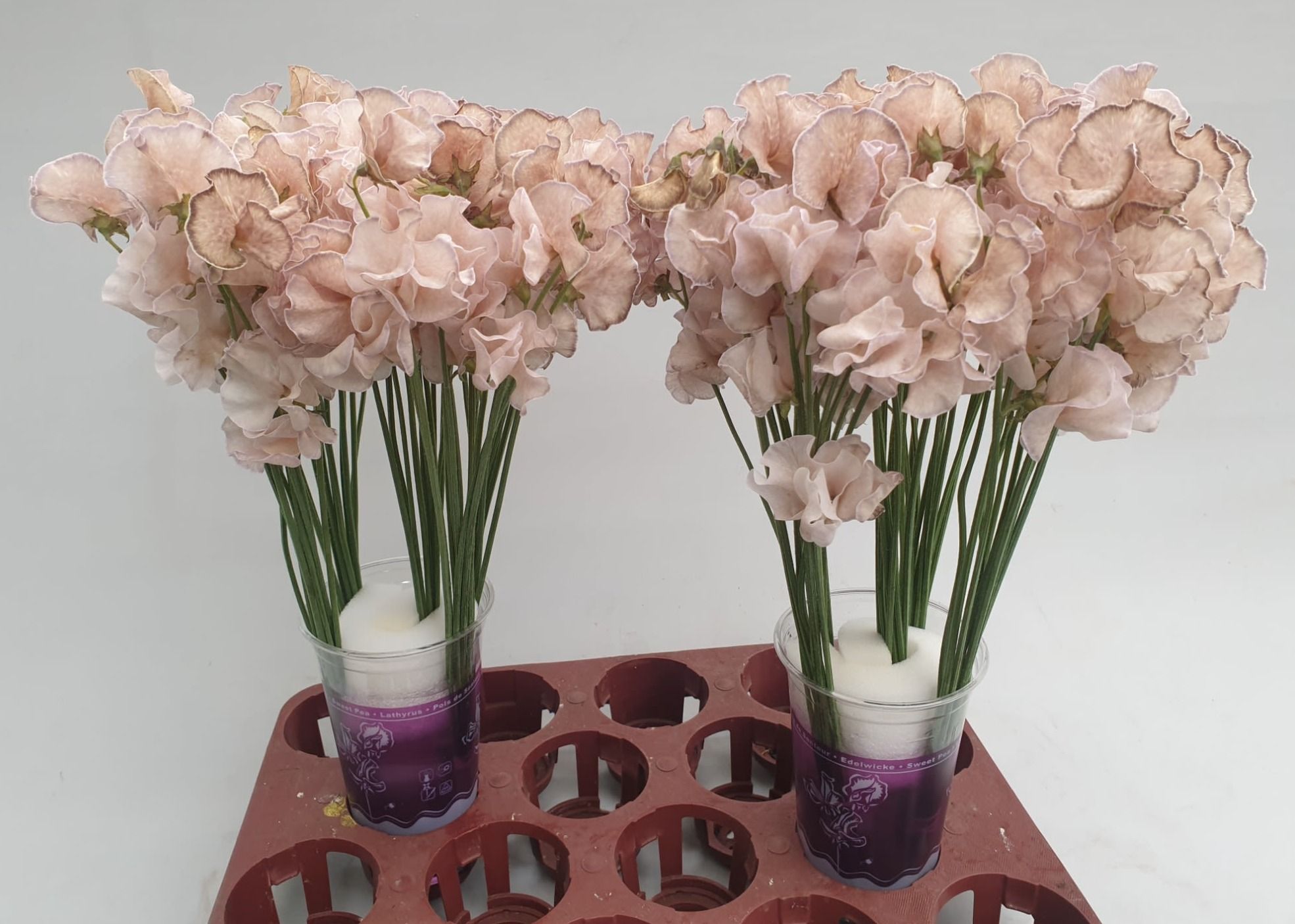 Lathyrus Caramel