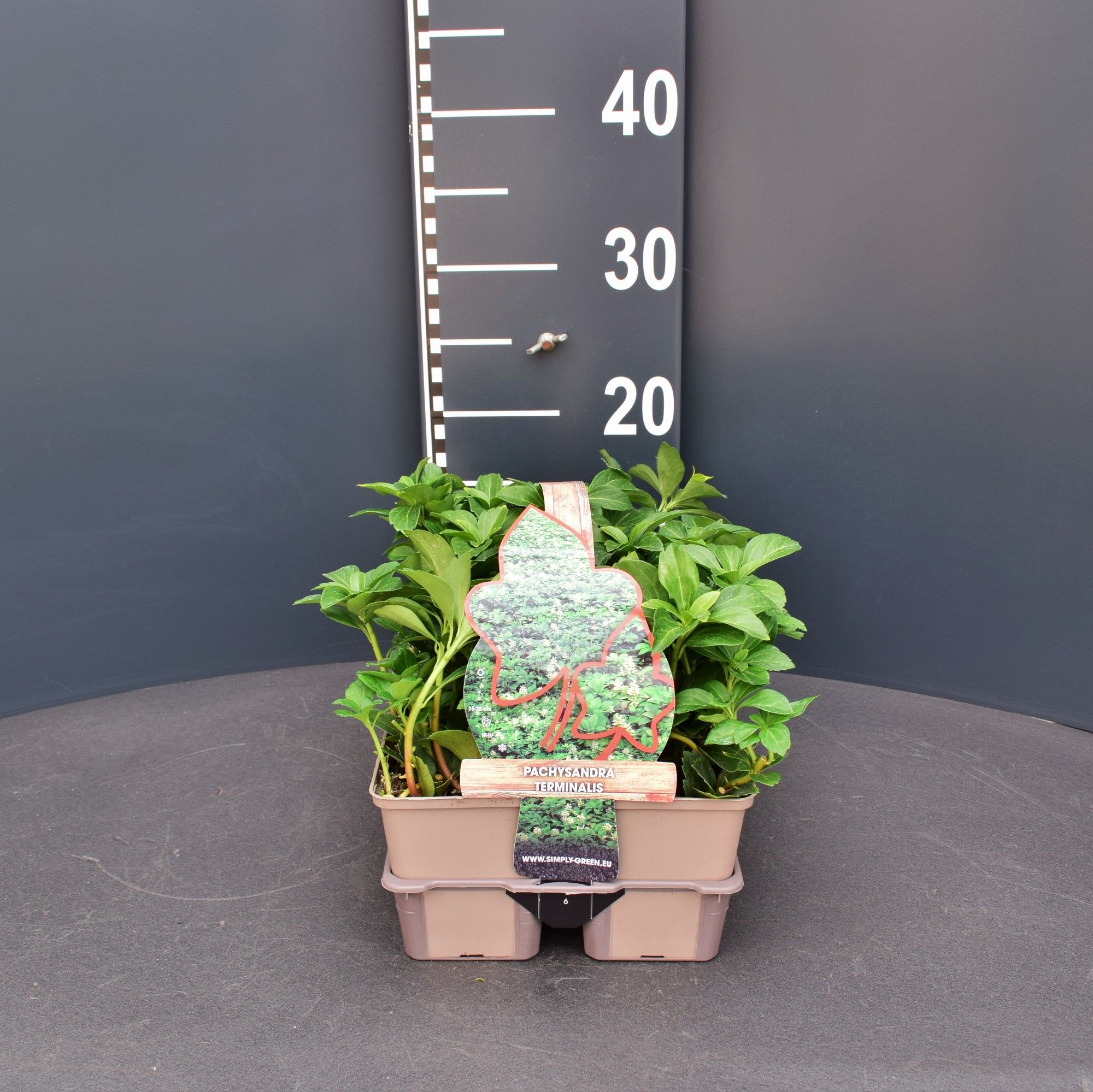 Pachysandra terminalis 6 pack