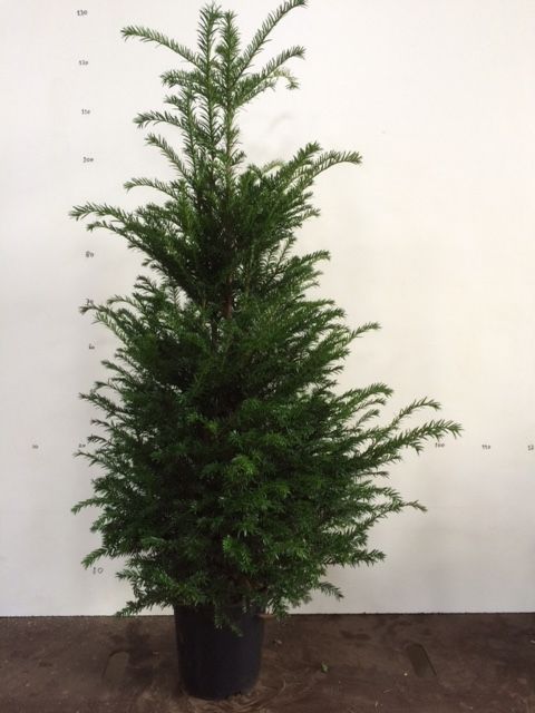 Taxus baccata