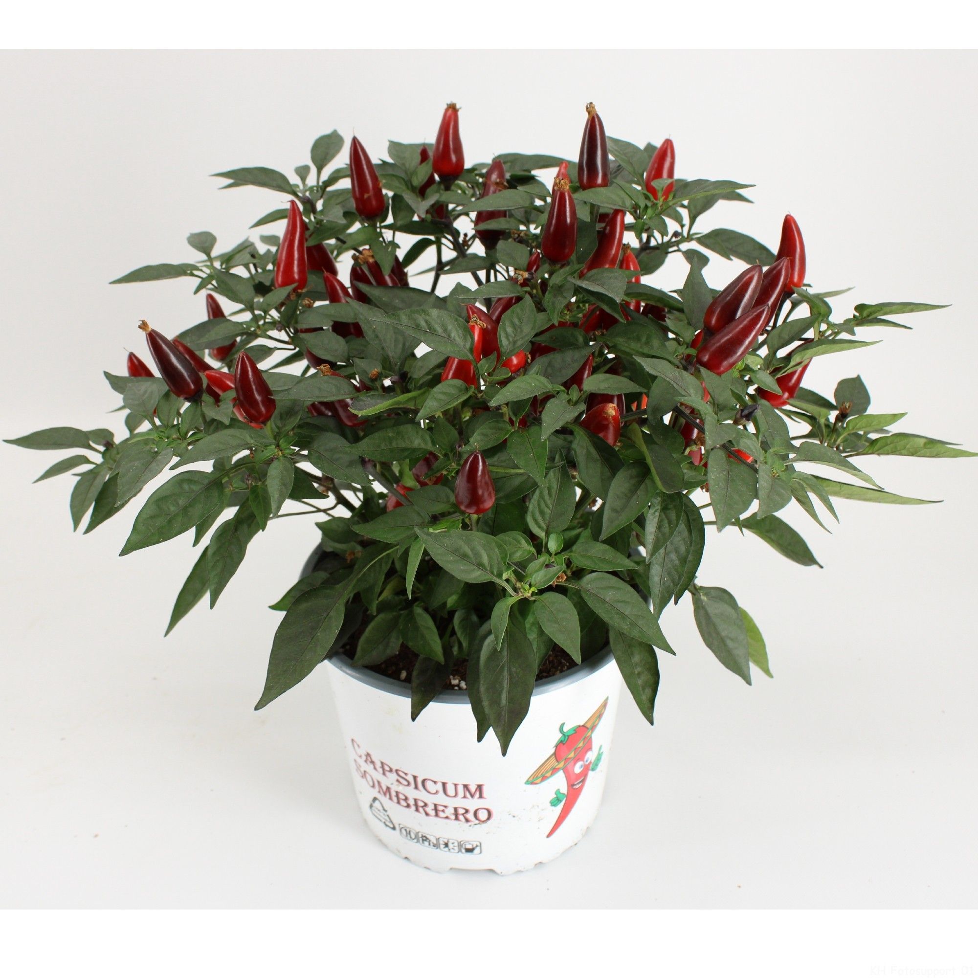 Capsicum Sombrero Purple