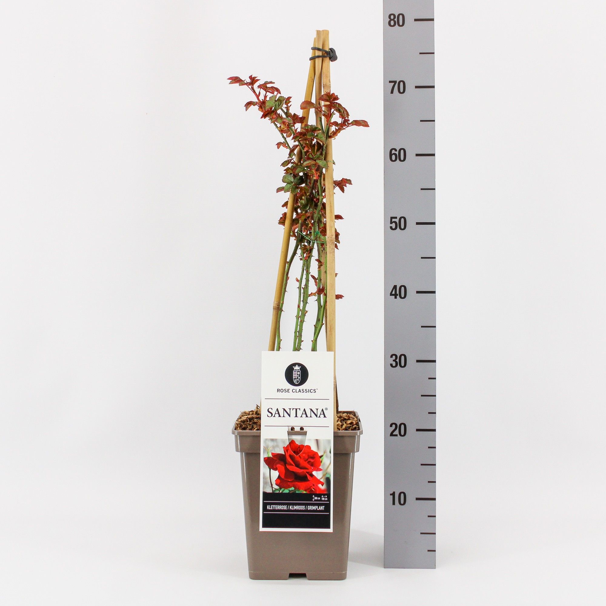 Rosa (K) Santana 4 stok