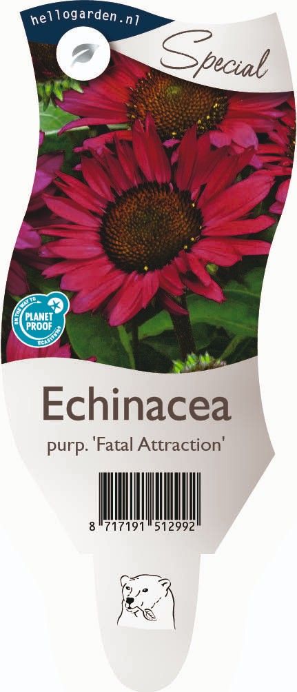Echinacea p. 'Fatal Attraction'