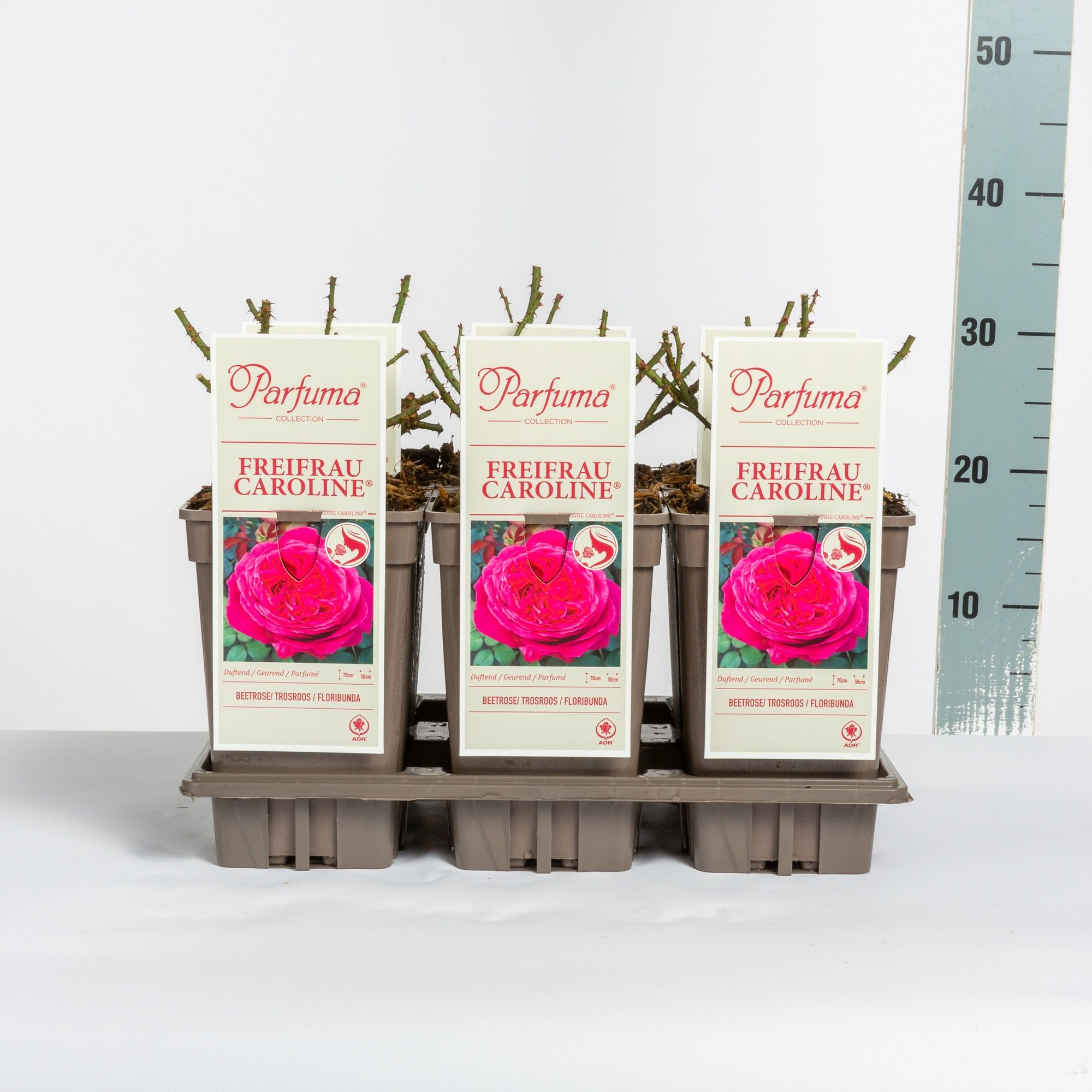 Rosa Parfuma (F) Freifrau Caroline ®
