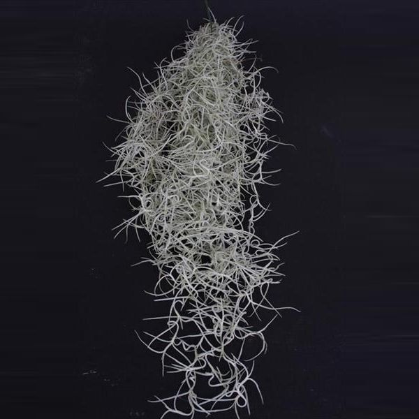 Till Usneoides