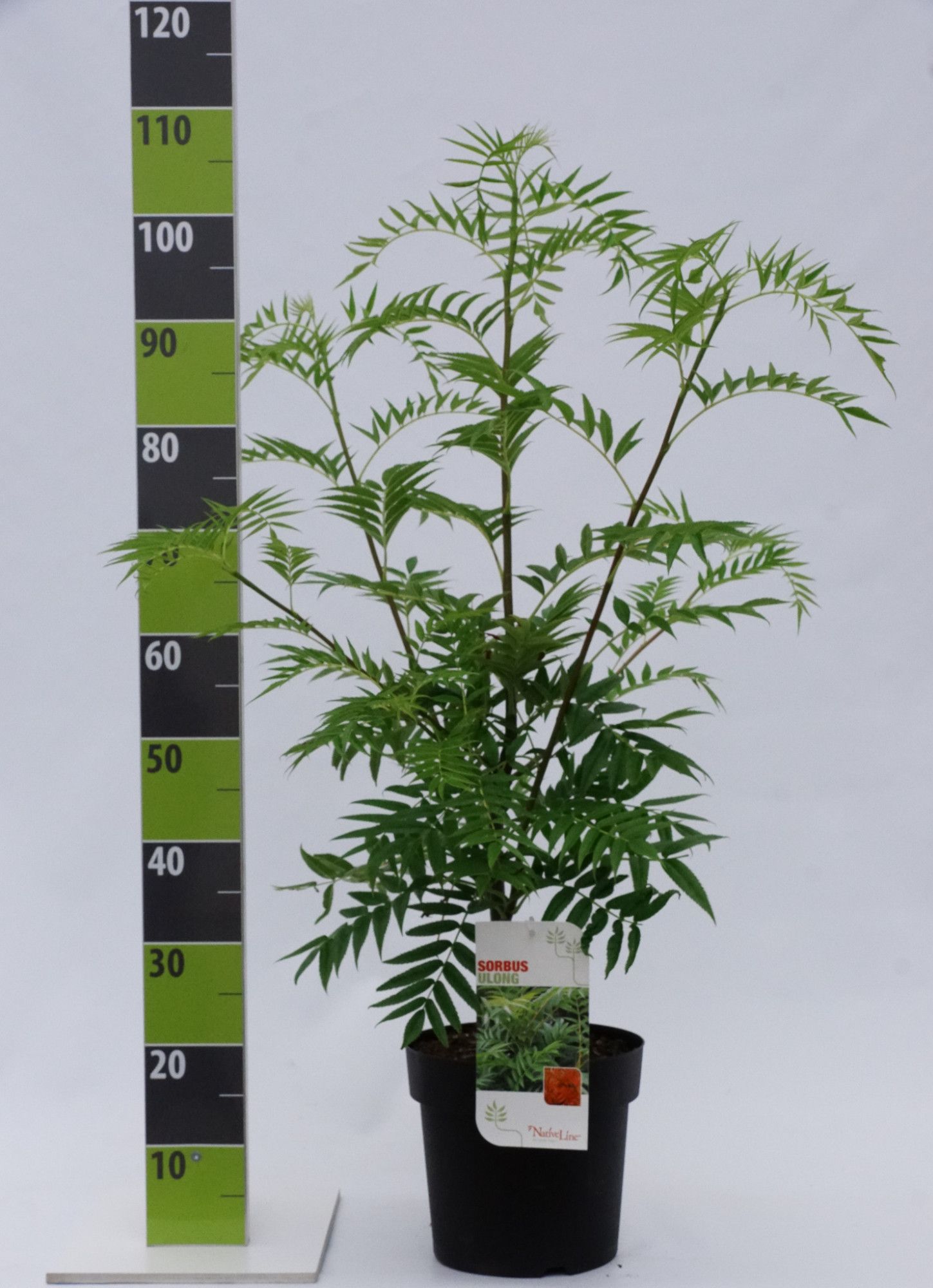 Sorbus aucuparia 'Ulong'