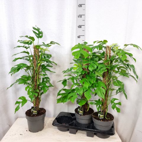 philodendron jungle fever variegated Philodendron Jungle Fever Variegated  Aroidasia