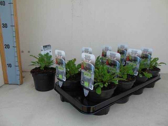 Diplotaxis tenuifolia 'Roma' bio rucola wilde