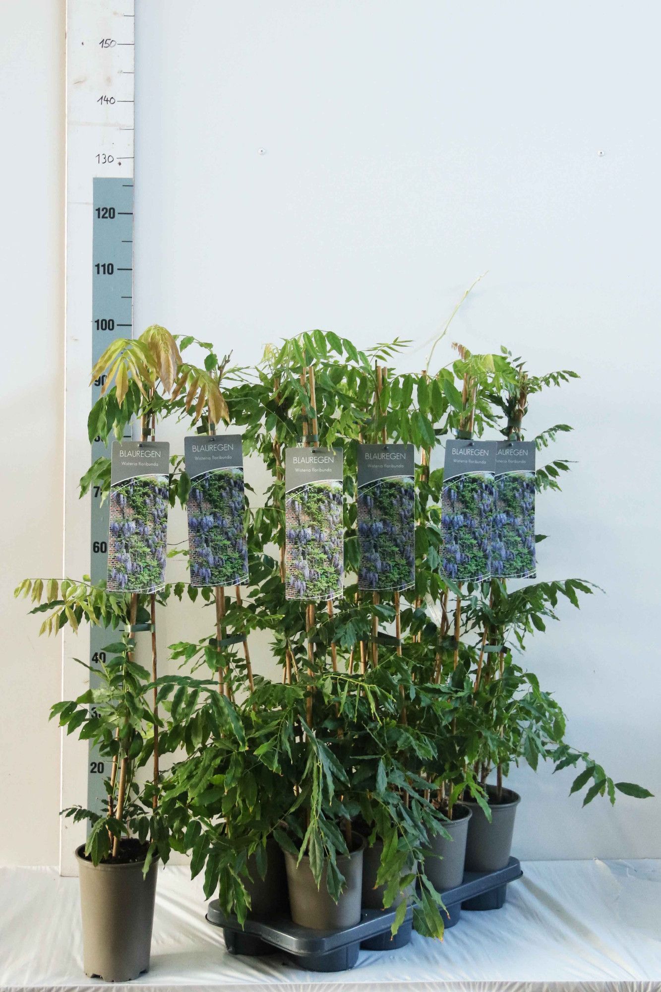 Wisteria floribunda