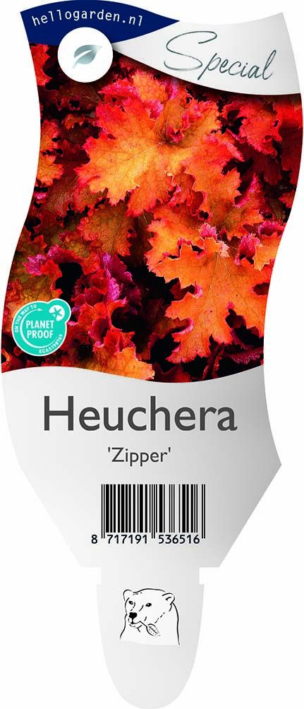 Heuchera 'Zipper'