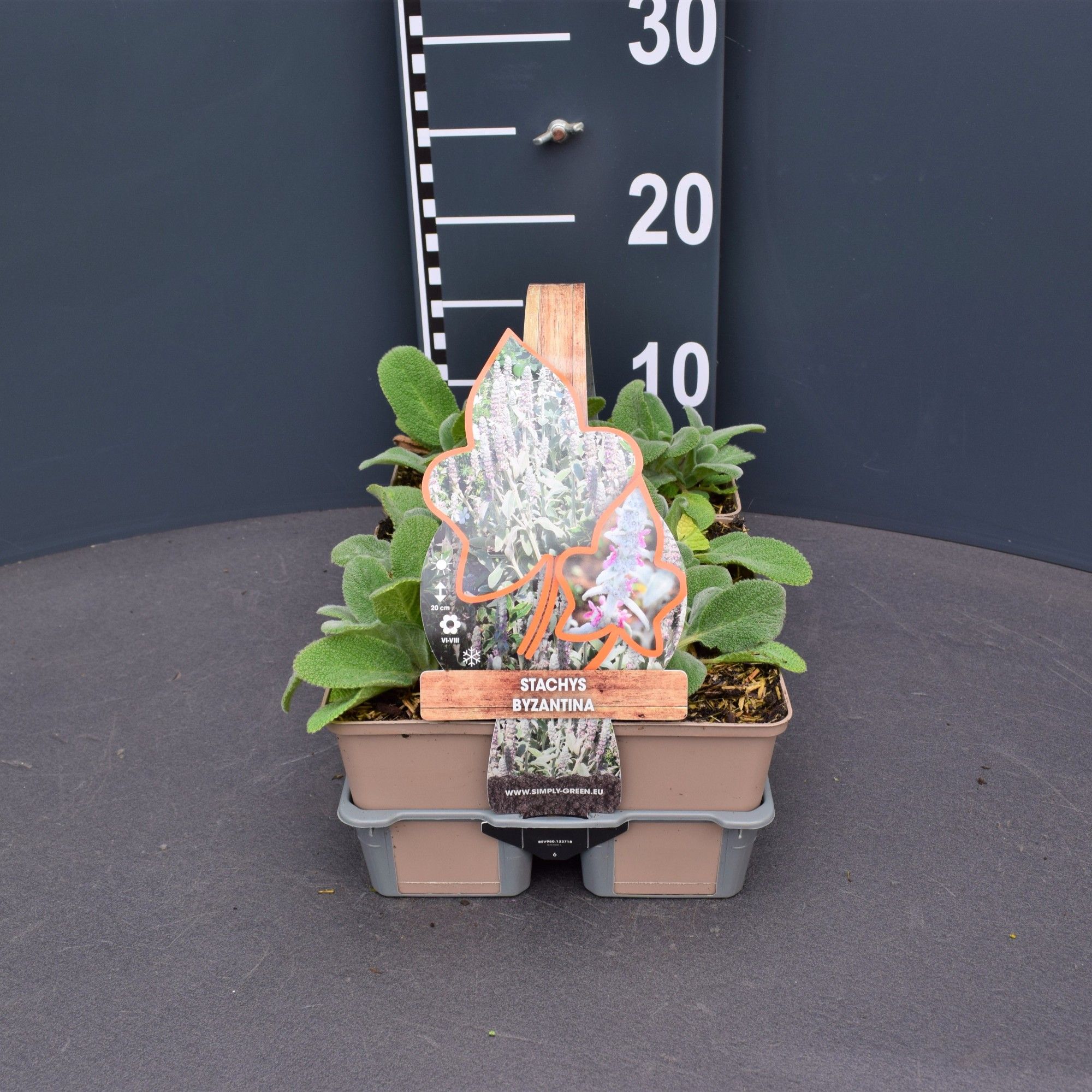 Stachys byzantina 6 pack