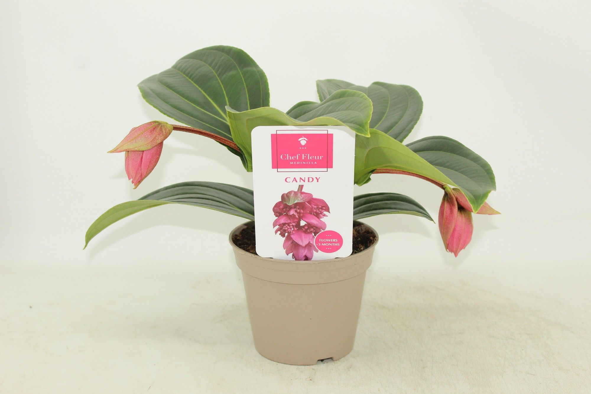 Medinilla Piccolini Candy 2 knop (Medinilla 1 etage)
