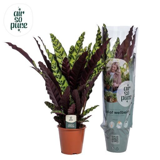 calathea green Calathea ornata 'Beauty Star' main image 1