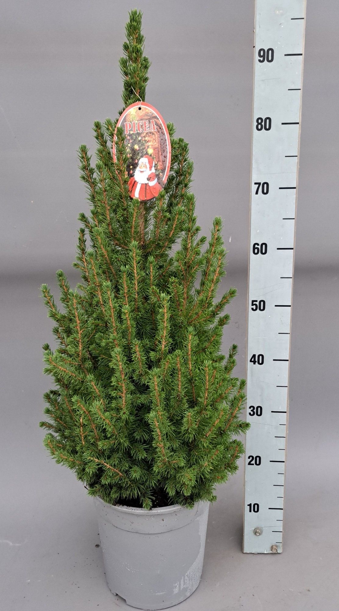 Picea picea Conica