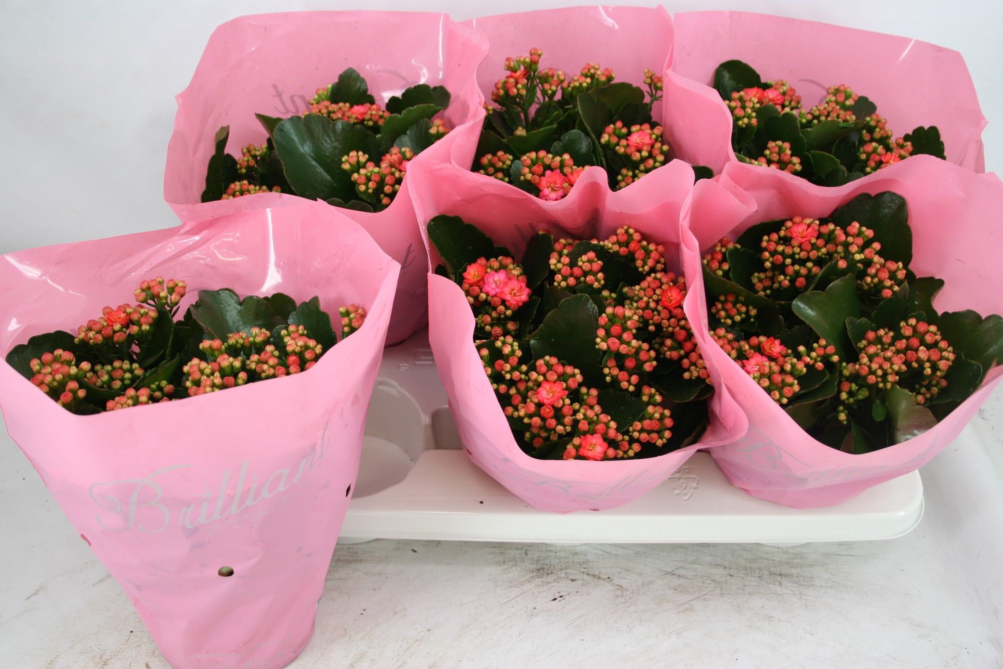 Gevuld 15 Cm Roze Brilliant (birkin)