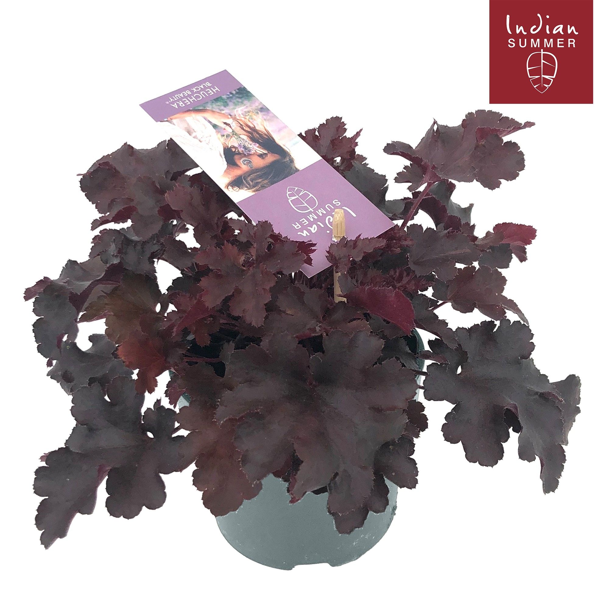 Heuchera Indian Summer Black ('Black Pearl')