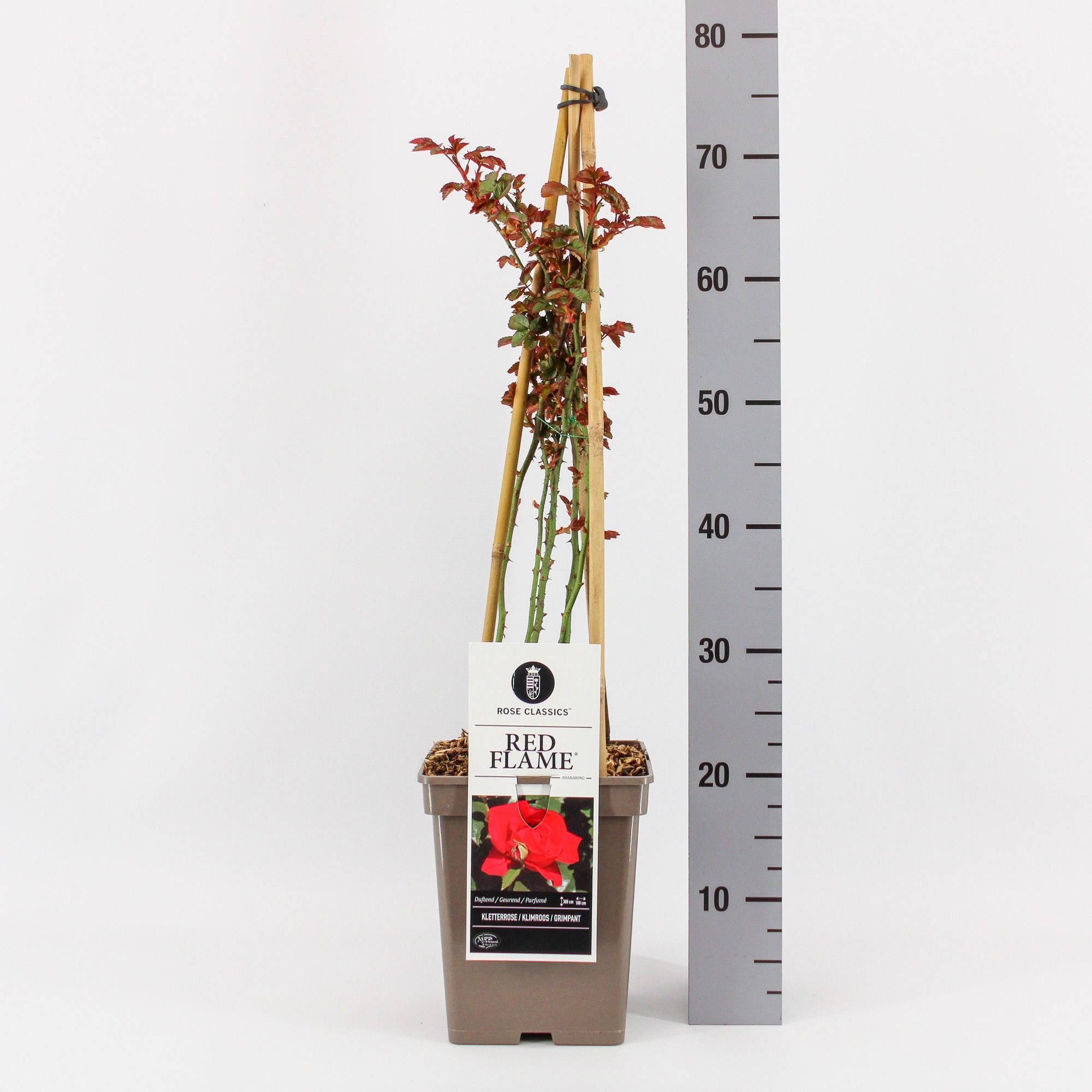 Rosa (K) Red Flame ®, , 4 stok