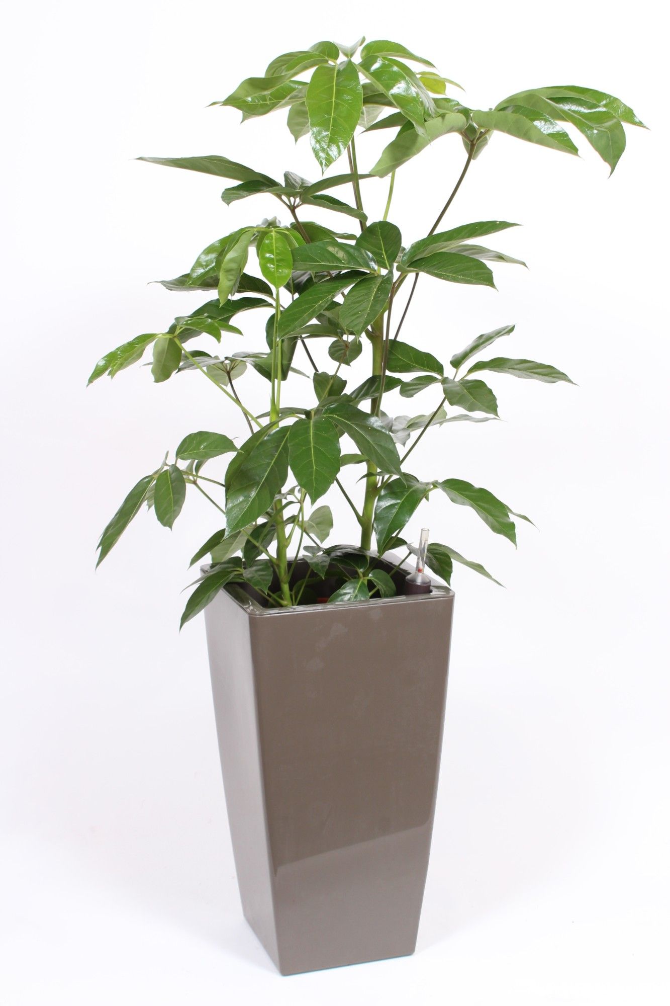 Schefflera Amate in Piza pot "taupe"