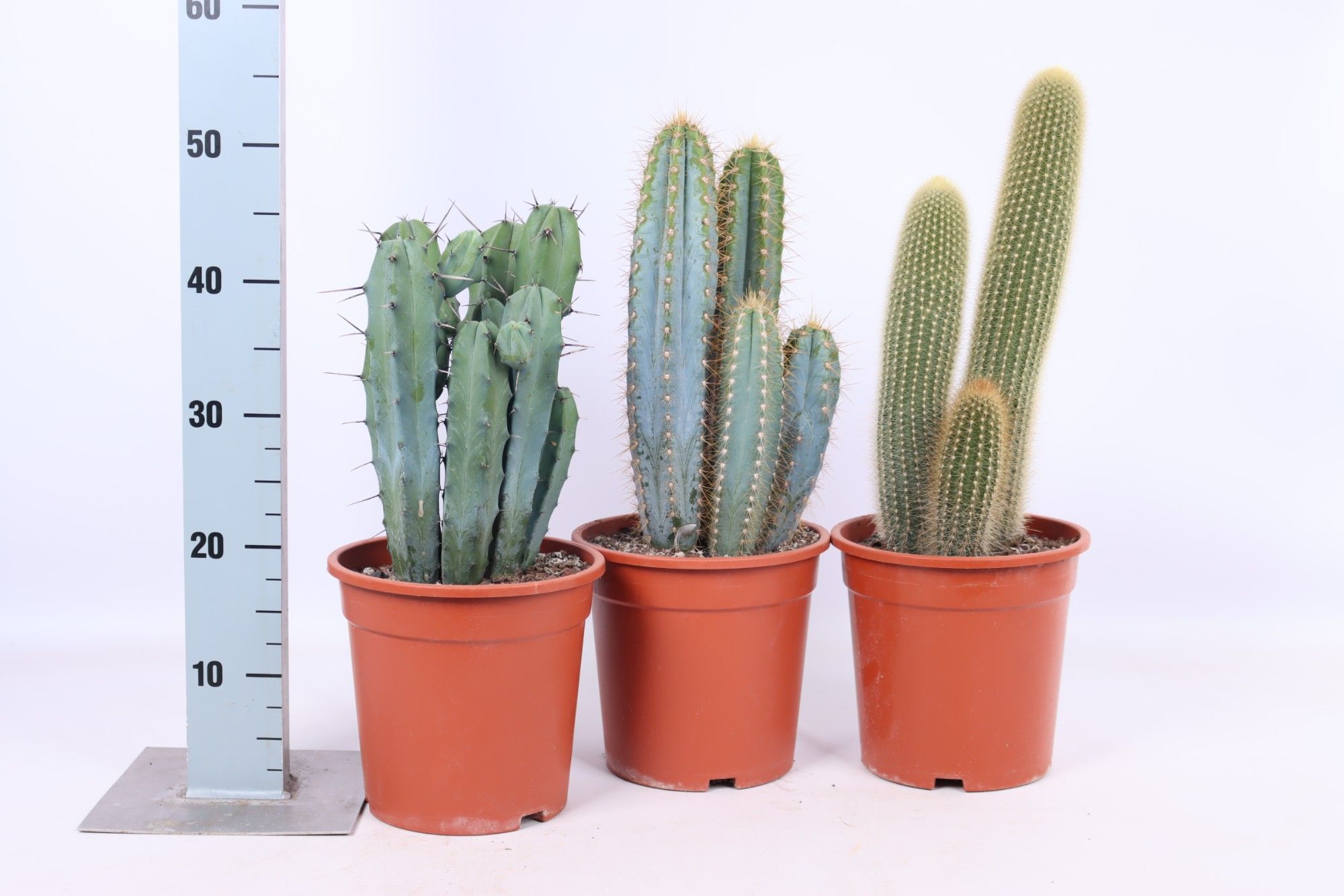 Cactus mixed Canarias mix | Gardenline