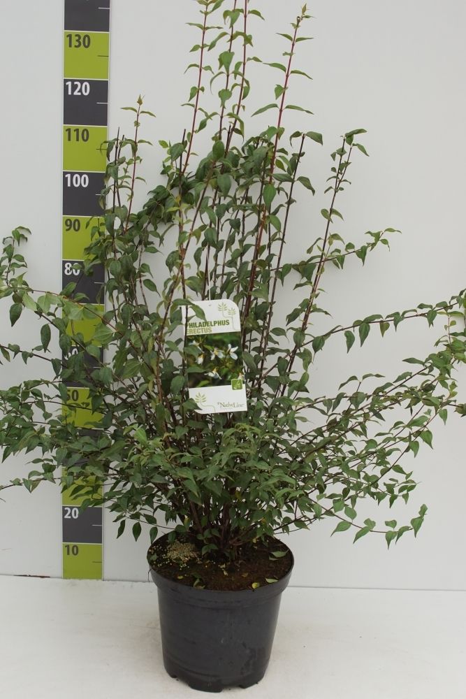Philadelphus 'Erectus'