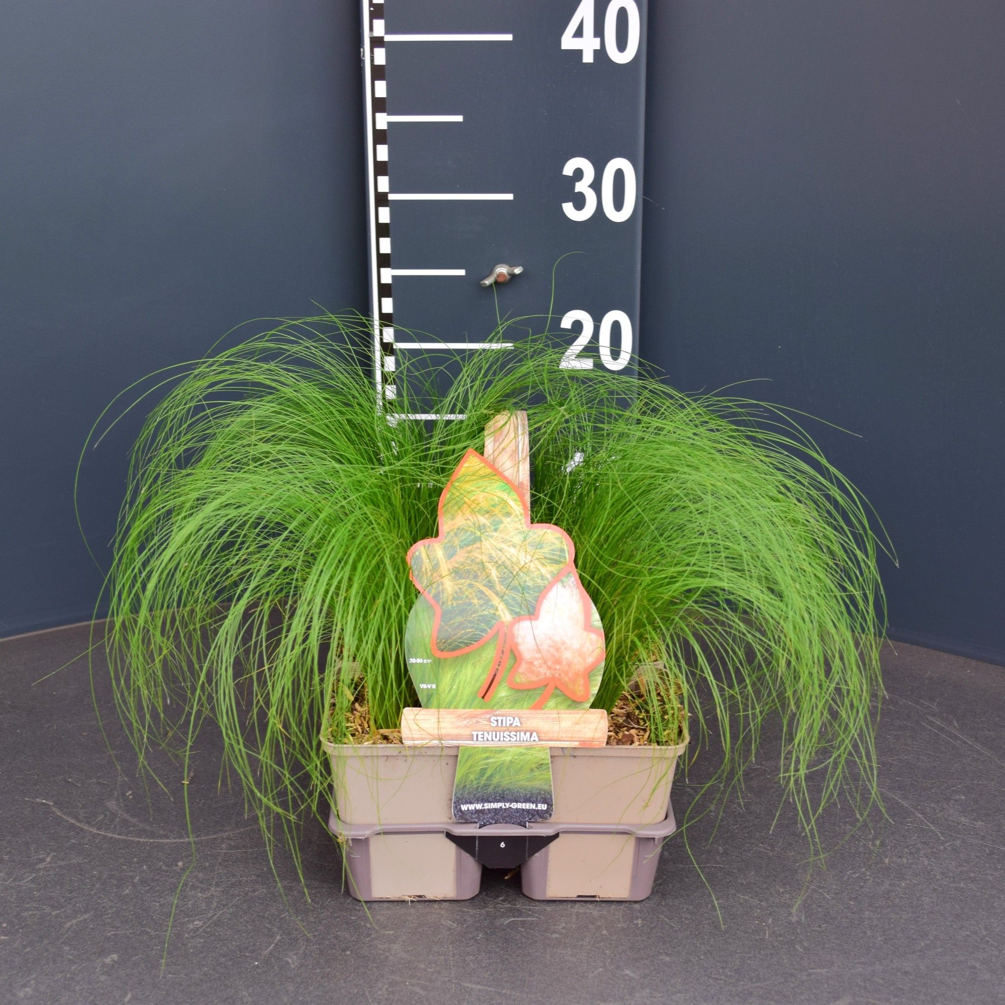 Stipa tenuissima 6 pack