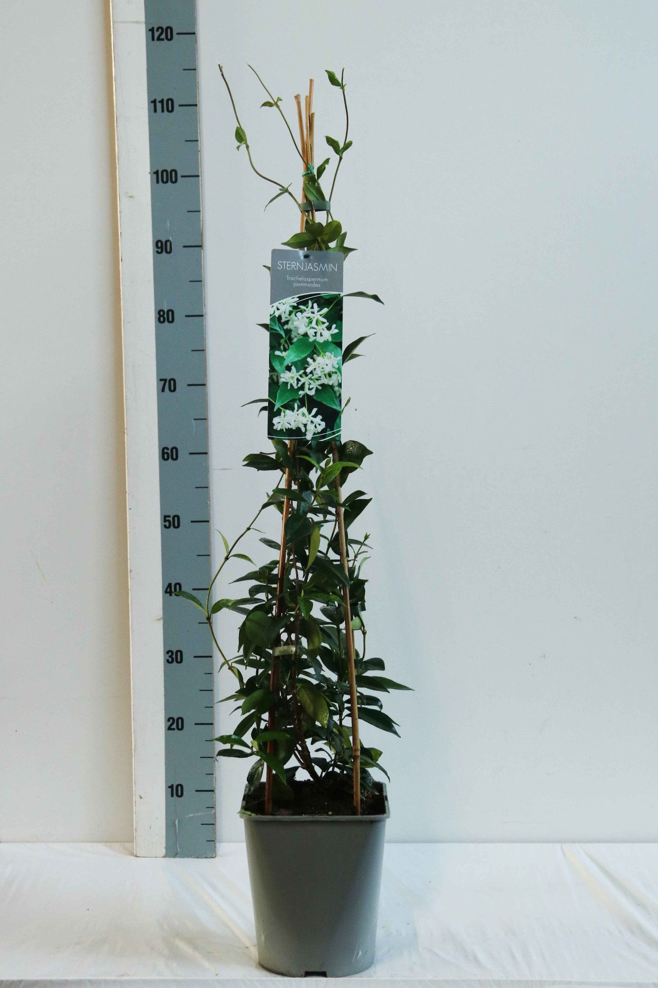 Trachelospermum jasminoides