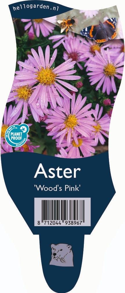 Aster 'Wood's Pink'