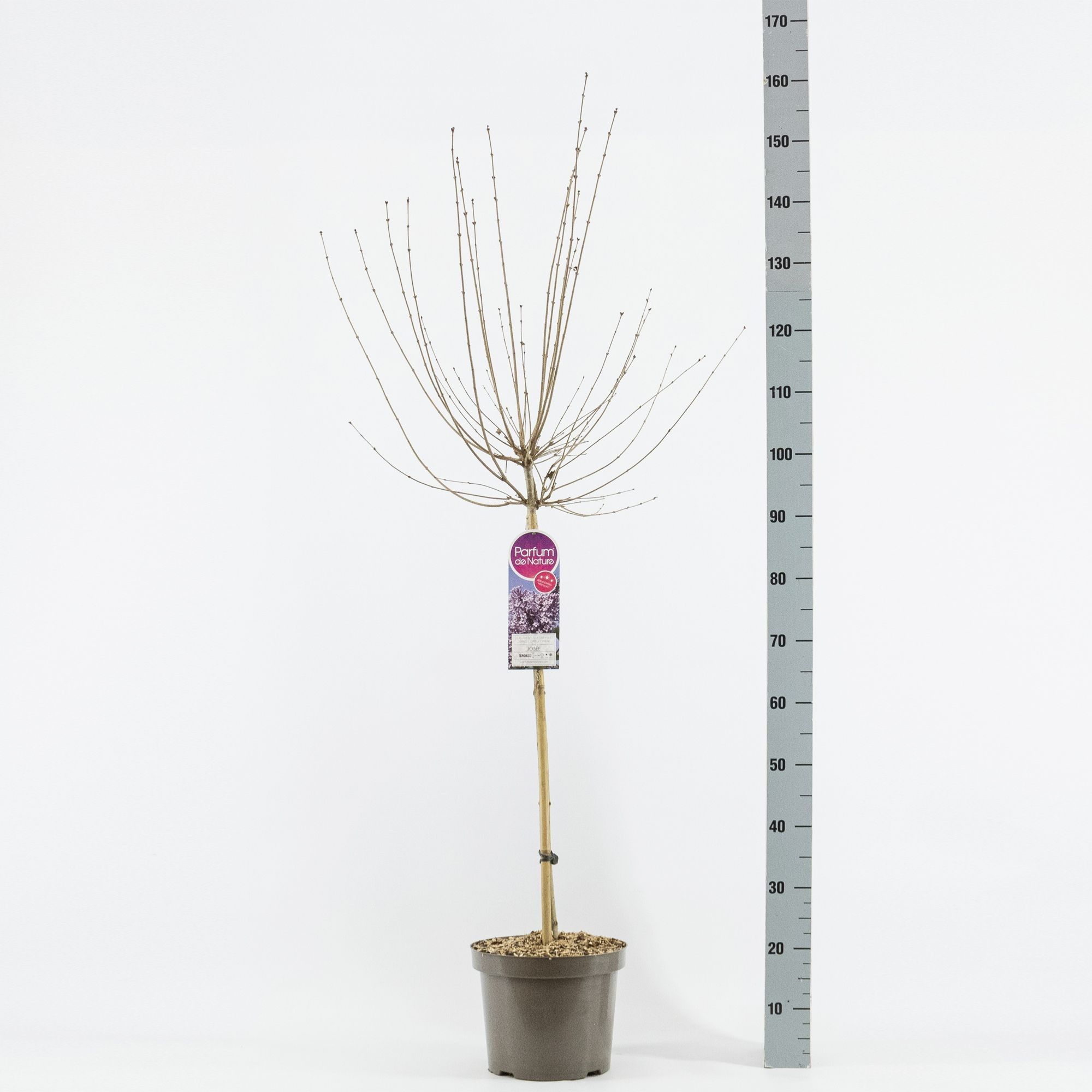Syringa 'Josée'