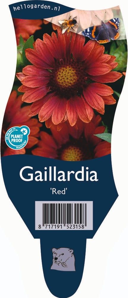 Gaillardia 'Red'