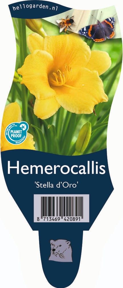 Hemerocallis 'Stella d'Oro'