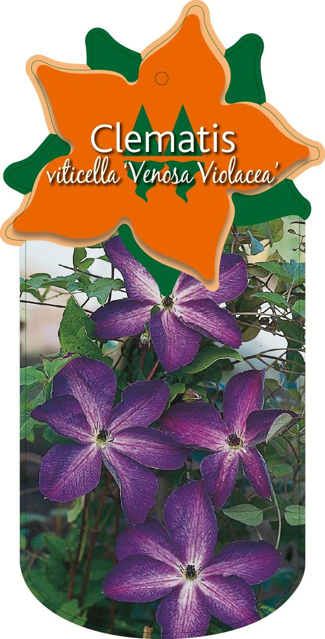 Clematis 'Venosa Violacea'