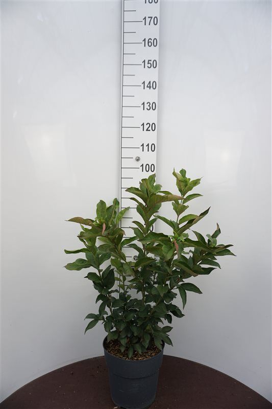 Euonymus europaeus 'Red Cascade'