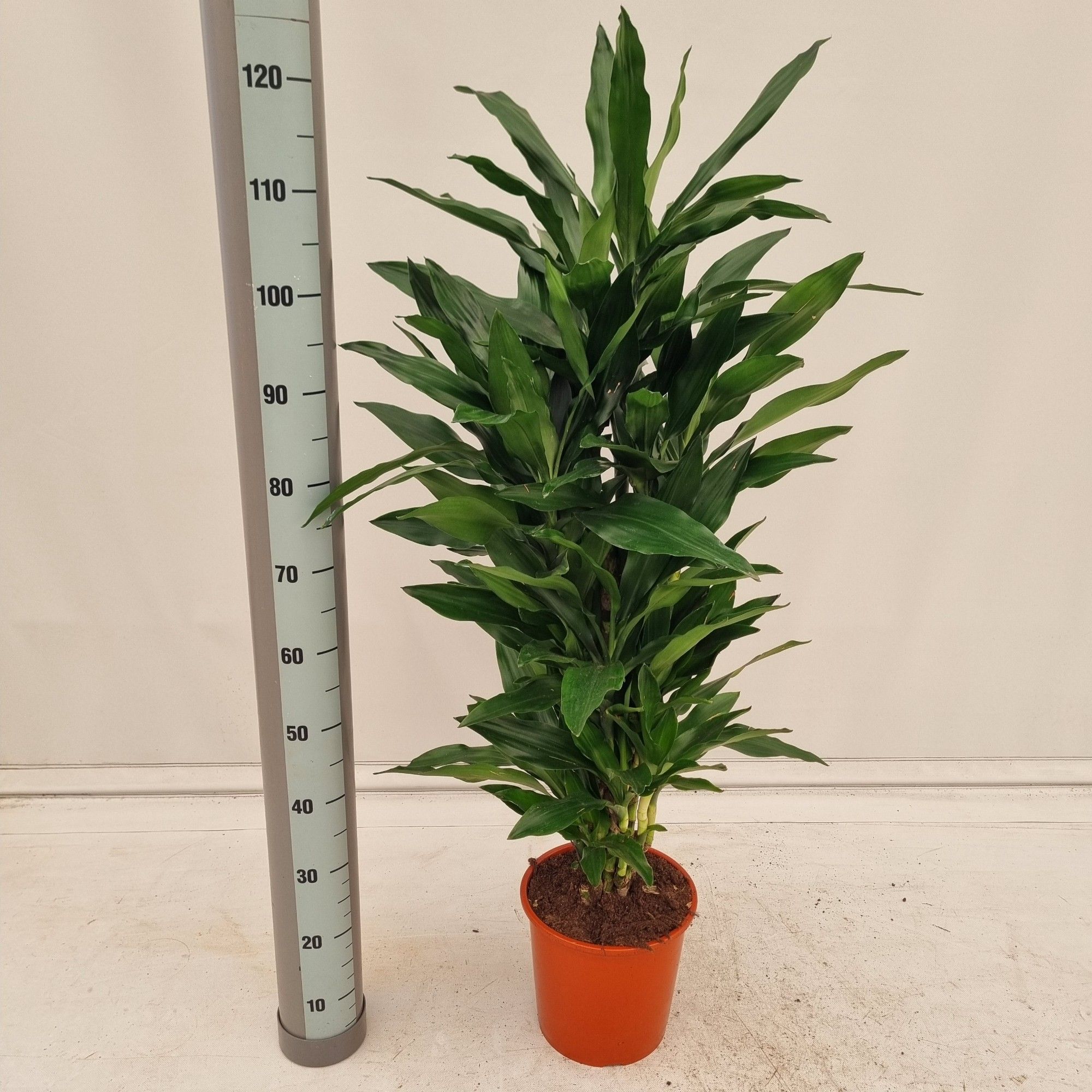 Dracaena fragrans Steudneri | Hamiplant