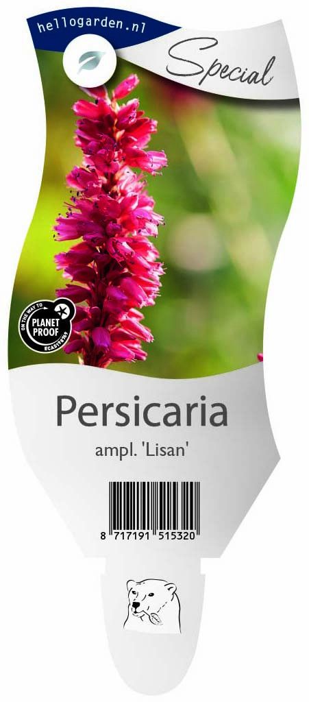 Persicaria a. 'Lisan'