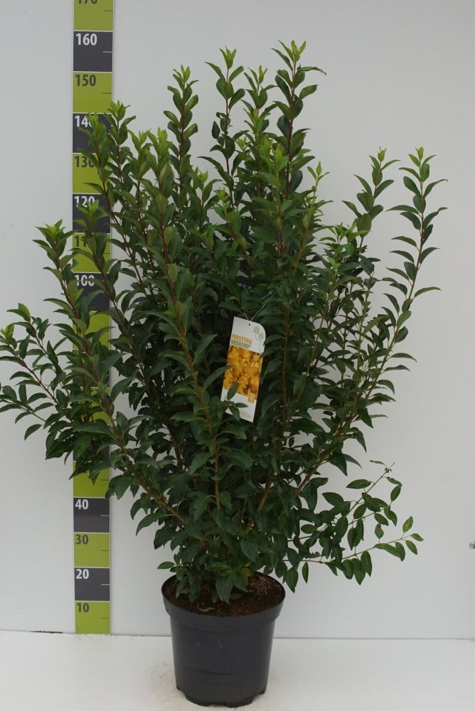 Forsythia intermedia 'Weekend'