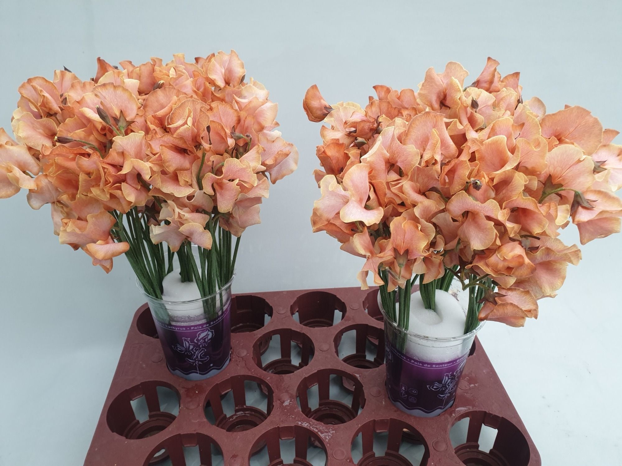 Lathyrus Pompoen Magic