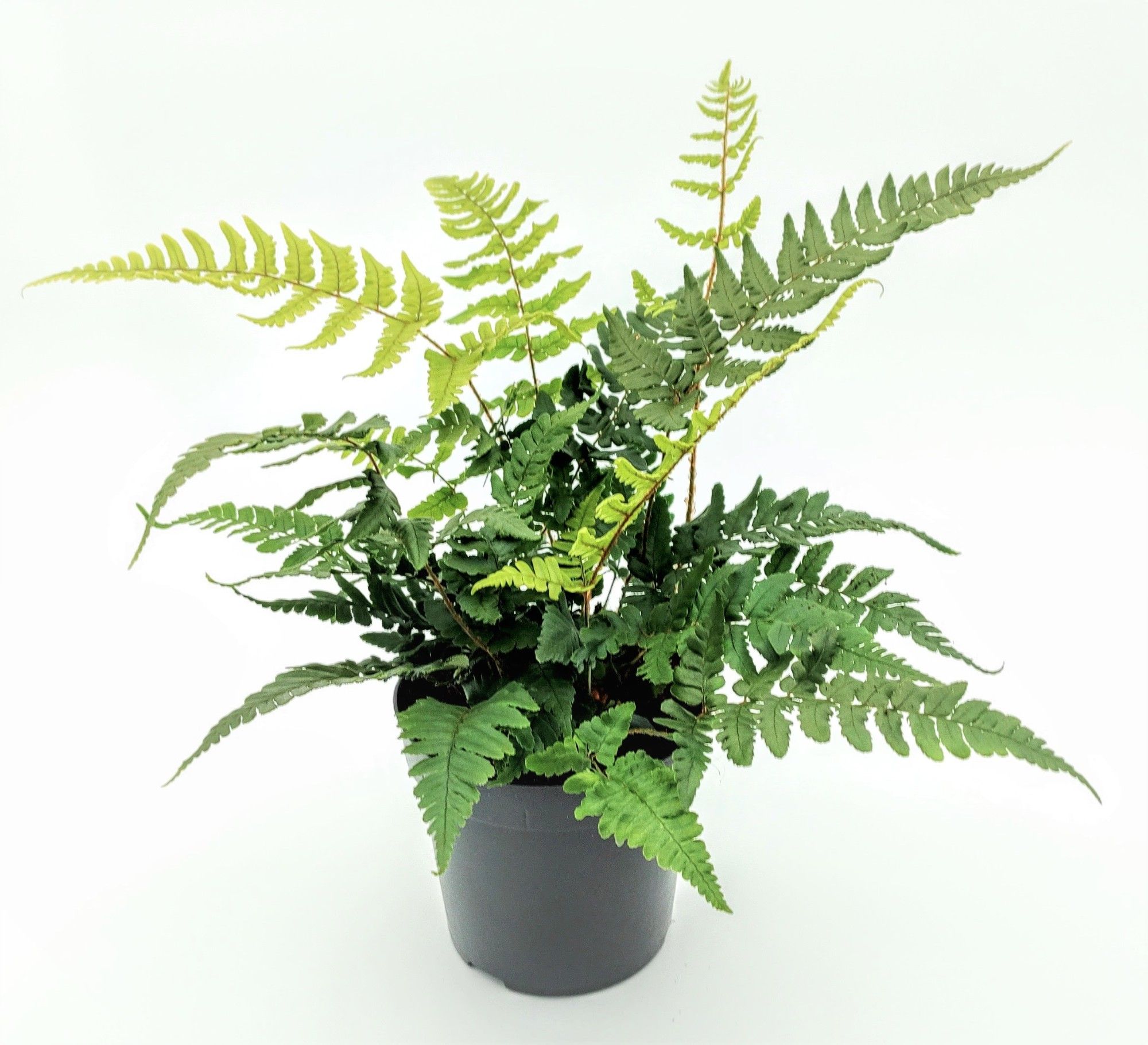 Dryopteris championii