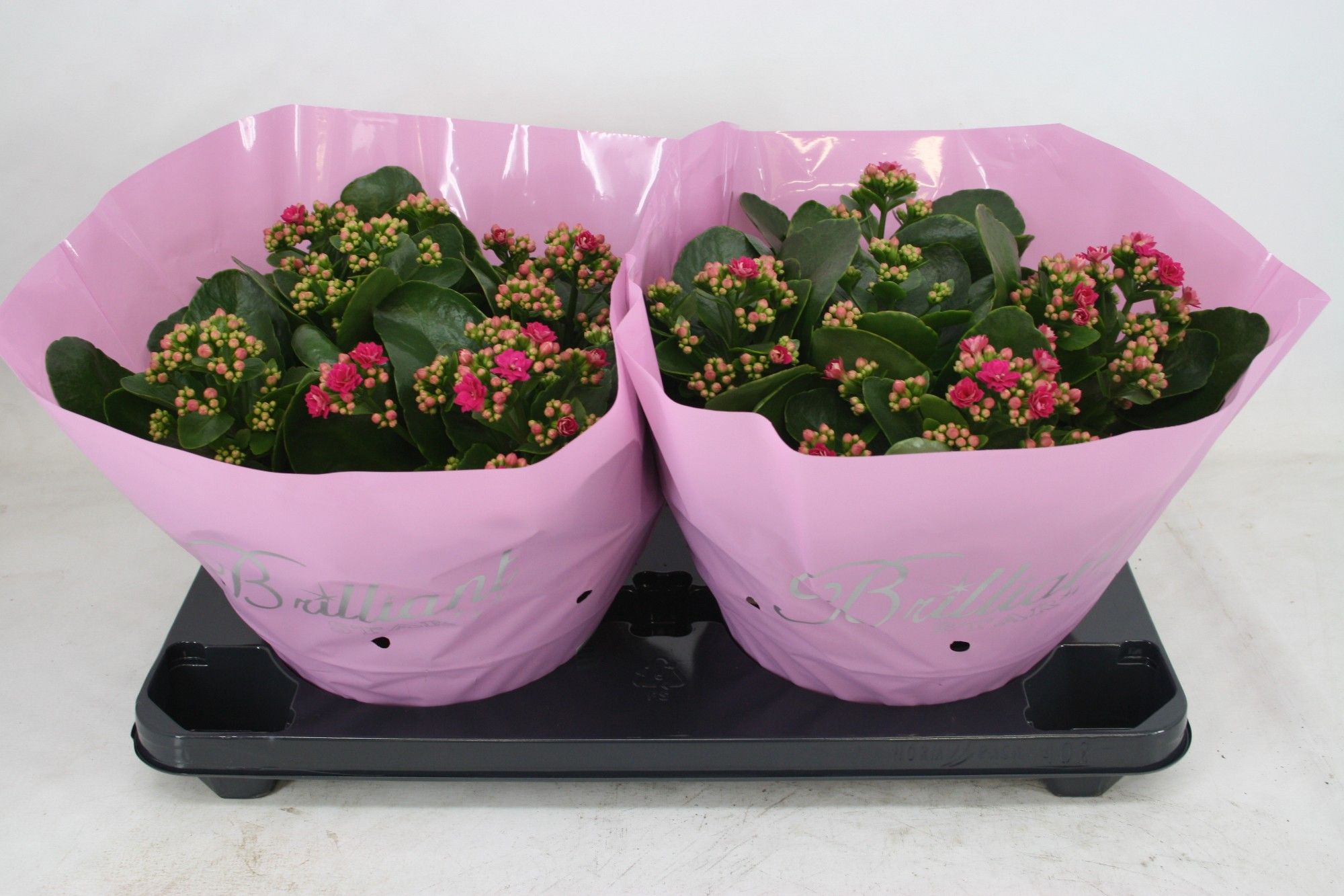Gevuld 23 Cm Paars Brilliant (schaal)