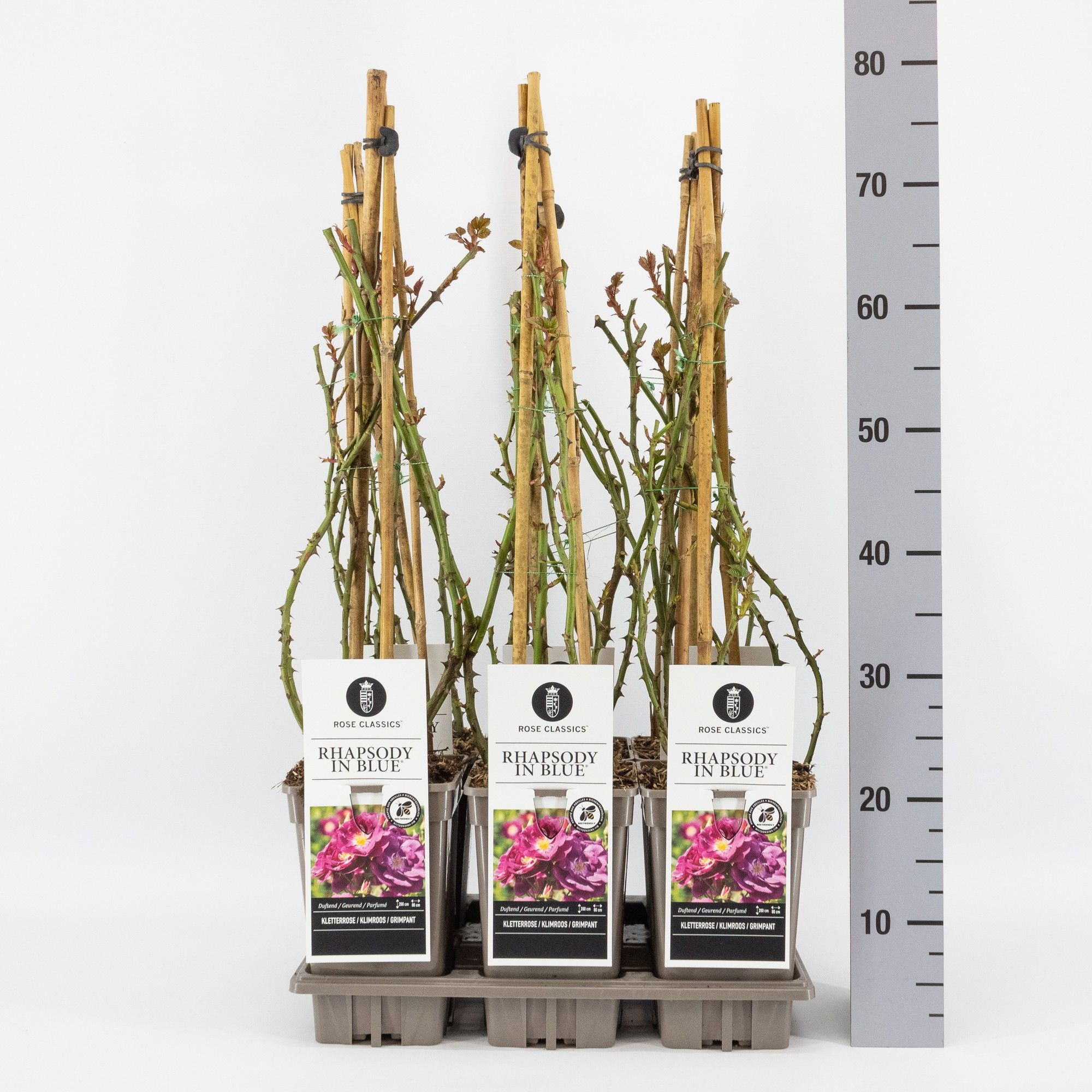 Rosa (P) Rhapsody in Blue 3 stok k