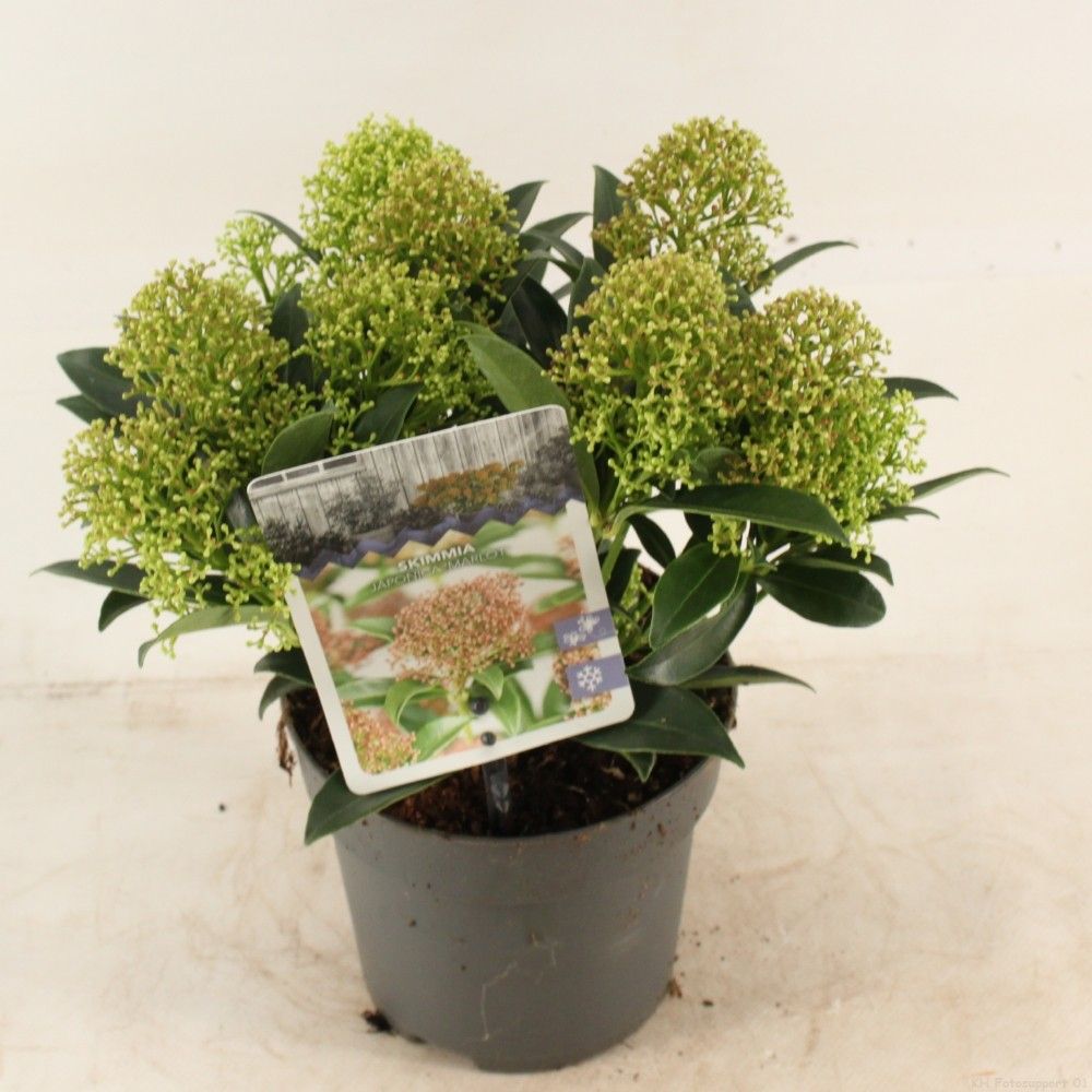 Picture of Skimmia jap. 'Marlot'