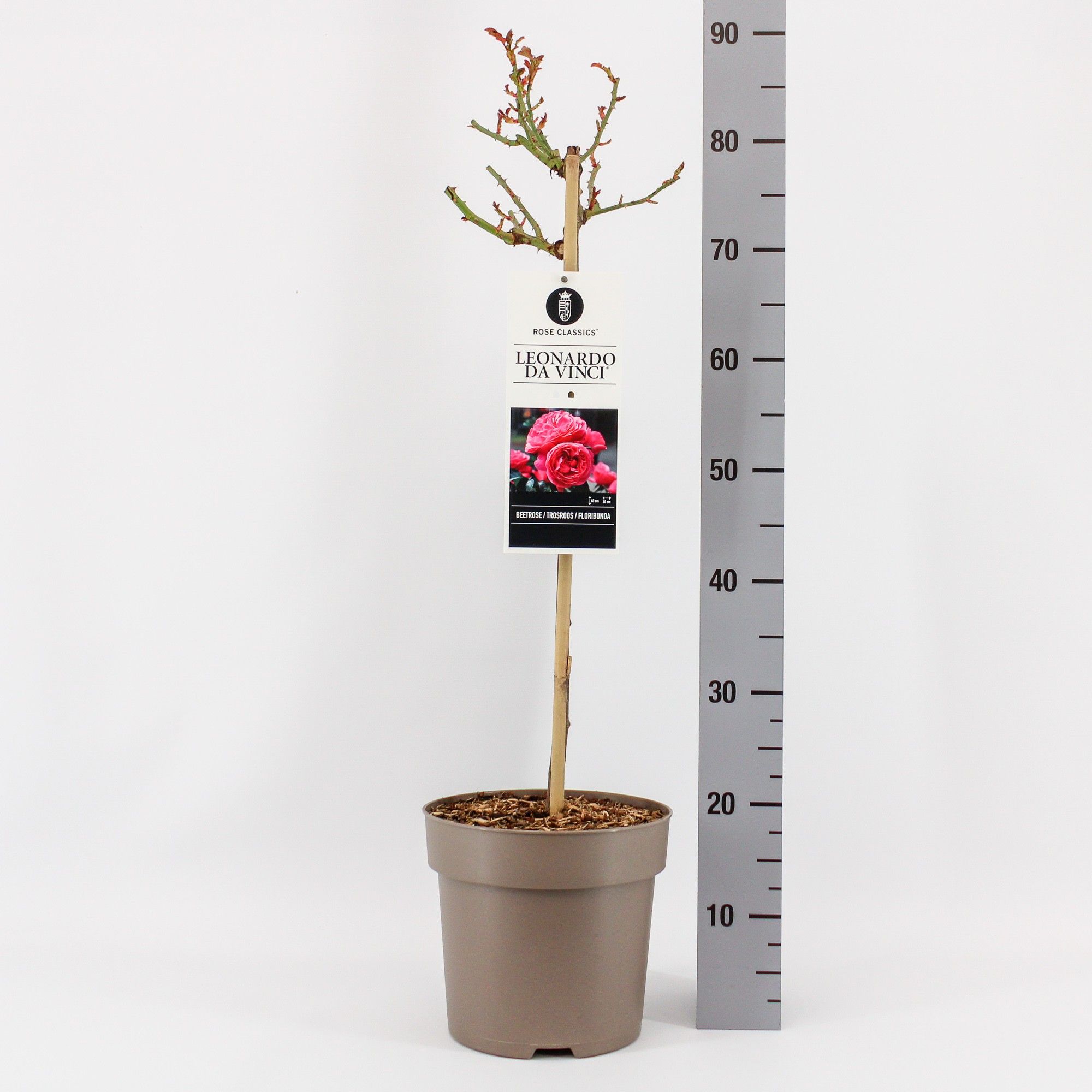 Rosa (T) Leonardo da Vinci f stam