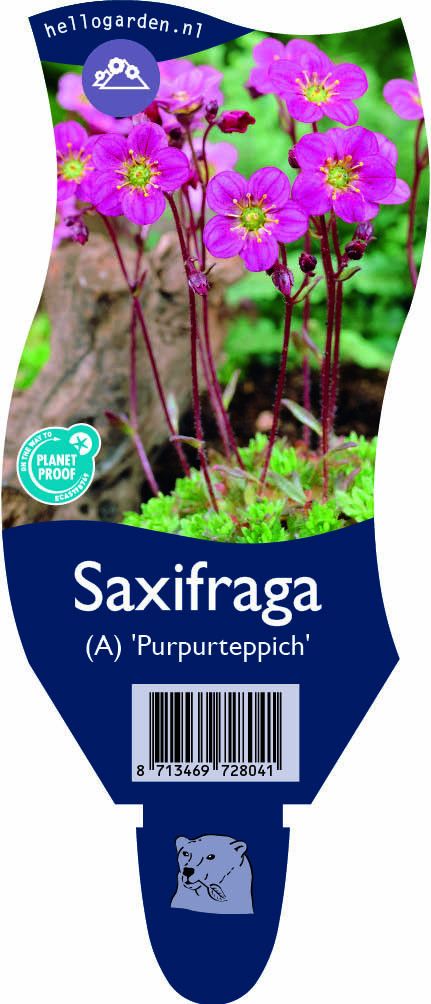Saxifraga (A) 'Purpurteppich'