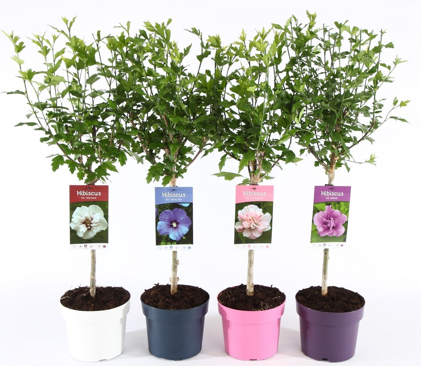 Hibiscus syr. 'Ton sur Ton' stam 30