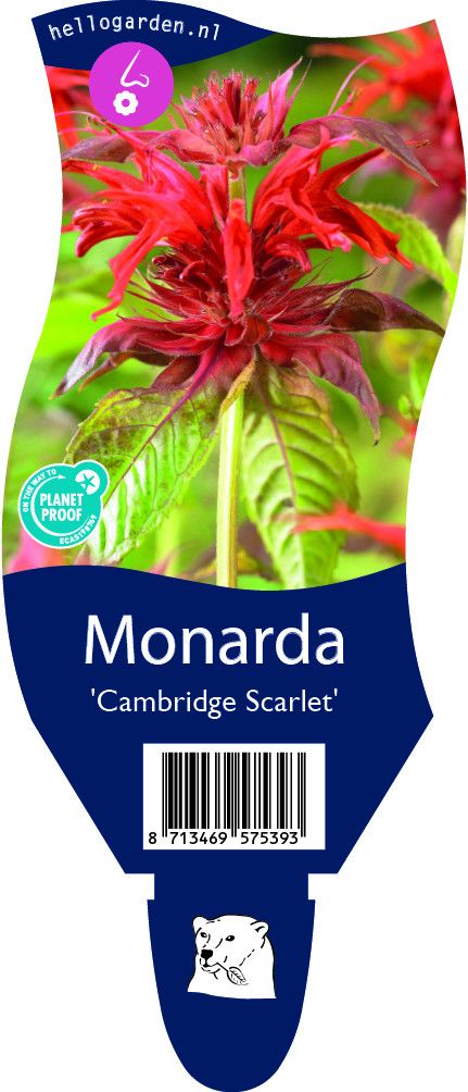 Monarda 'Cambridge Scarlet'