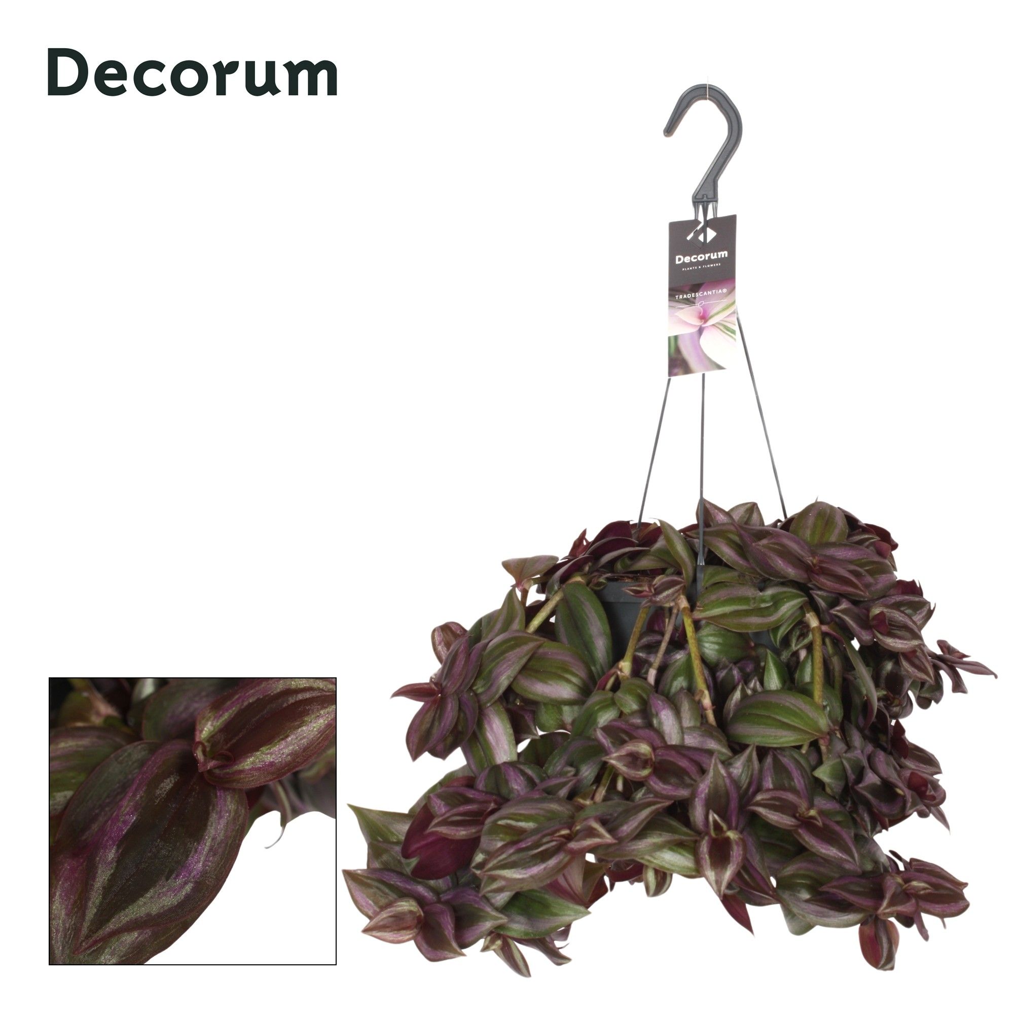 Tradescantia zebrina 'Little Hill'