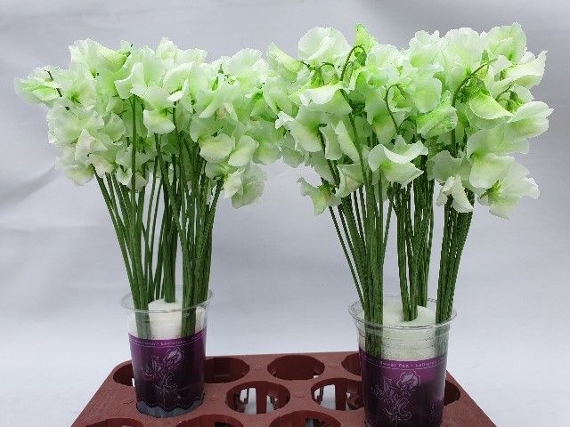 Lathyrus Groen