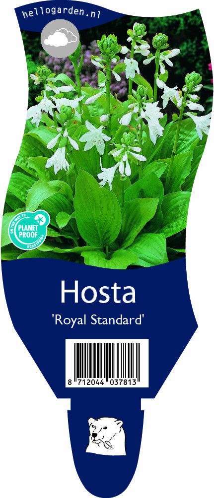Hosta 'Royal Standard'