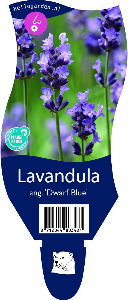 Lavandula angustifolia 'Dwarf Blue'